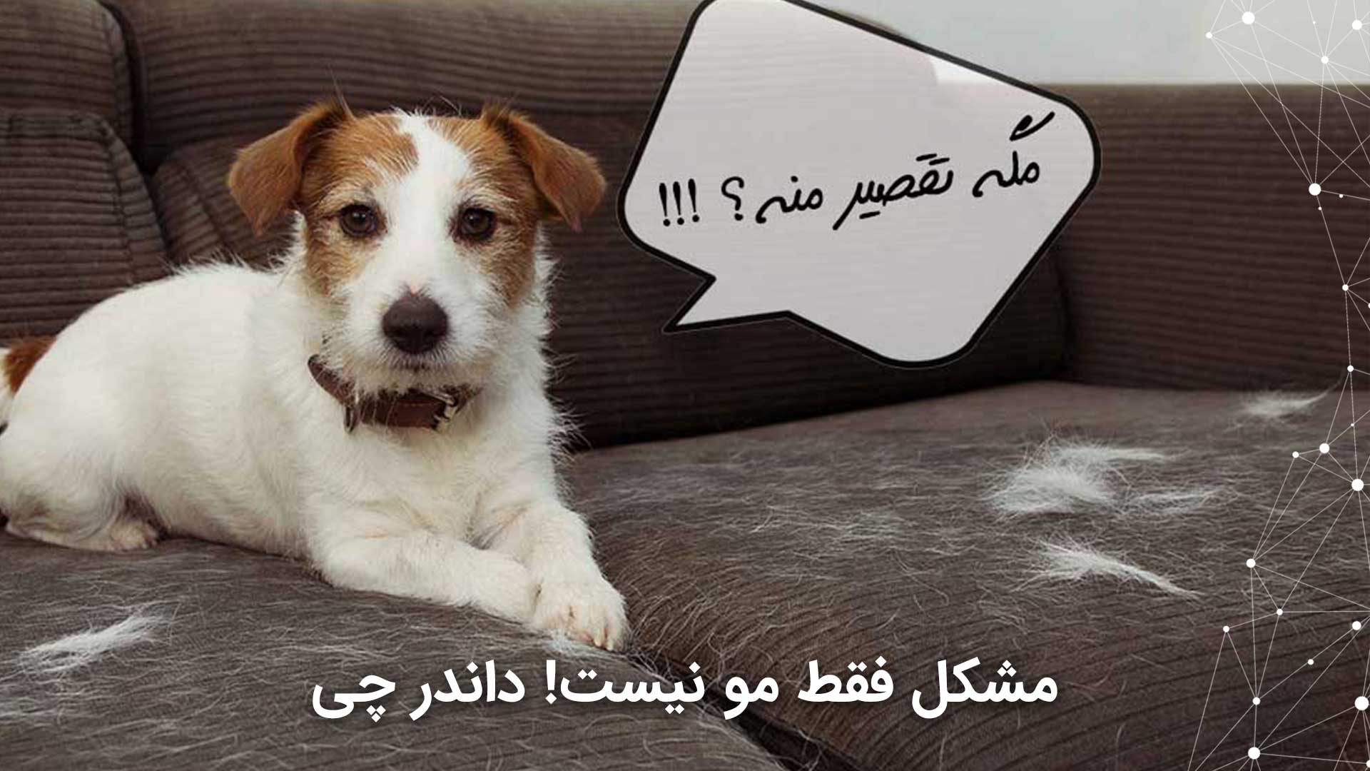 ضرورت دستگاه تصفیه هوا برای حیوانات خانگی